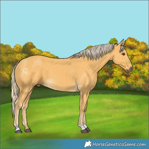 Horse Color:Palomino 