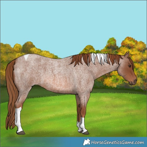 Horse Color:Red Roan Tobiano