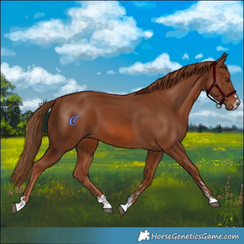 Horse Color:Chestnut 