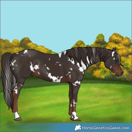 Horse Color:White Spotted Liver Chestnut