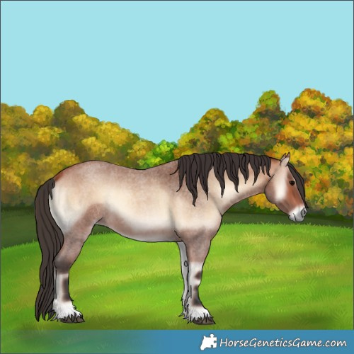 Horse Color:Bay Roan Onyx 