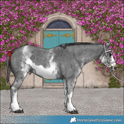 Horse Color:White Spotted Black Sabino Frame 