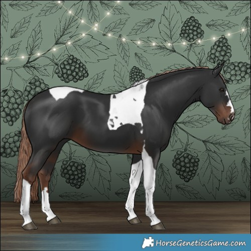 Horse Color:Liver Chestnut Tobiano 