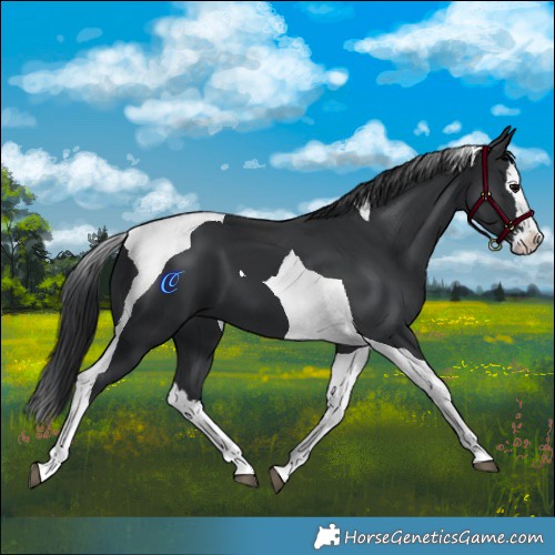 Horse Color:Black Splash Tobiano 