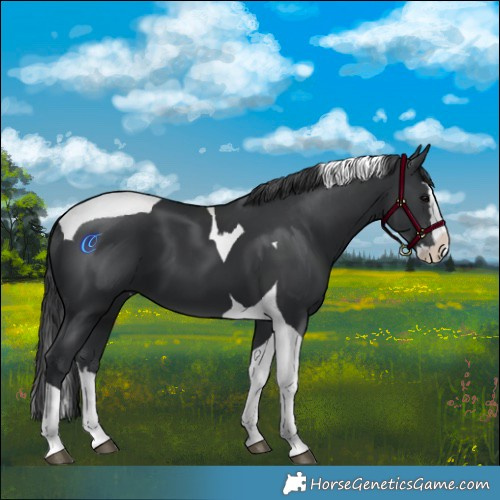 Horse Color:Black Splash Tobiano 