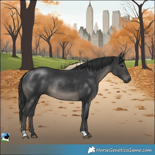 Horse Color:Black Mushroom Rabicano 