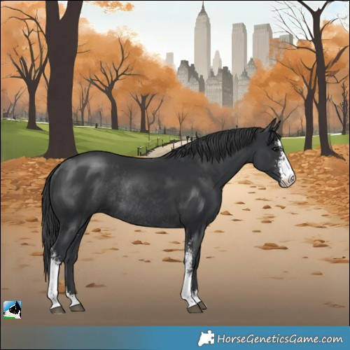Horse Color:Black Mushroom Sabino Rabicano
