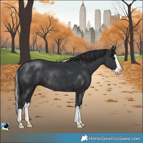 Horse Color:Black Splash Rabicano 