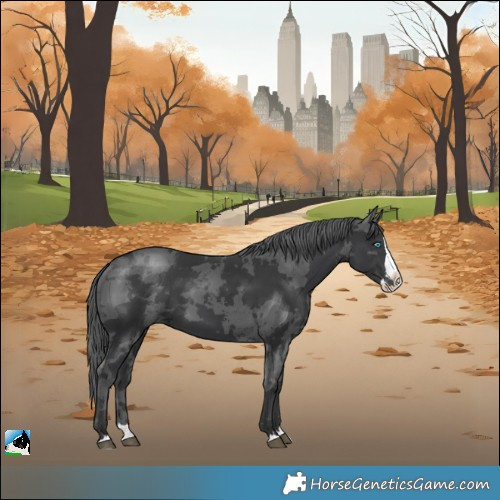 Horse Color:White Spotted Black Merle Splash 