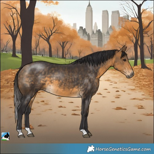 Horse Color:Buckskin 