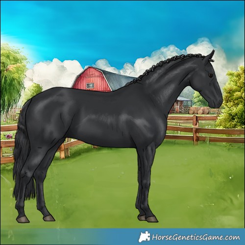 Horse Color:Black 