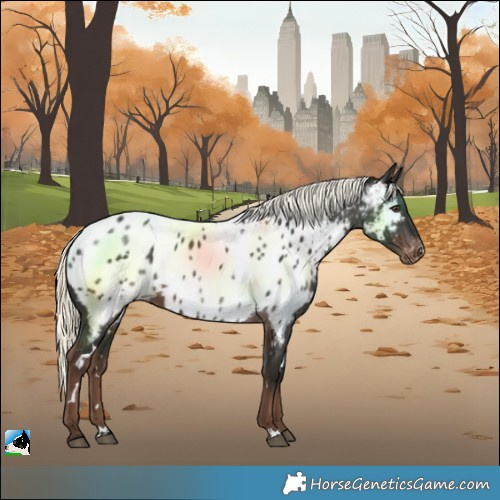 Horse Color:White Spotted Liver Chestnut Mushroom Near Leopard Rabicano 