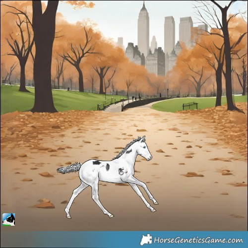 Horse Color:White Spotted Brown Harlequin Merle Tobiano