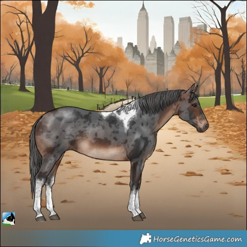 Horse Color:White Spotted Brown Merle Tobiano 
