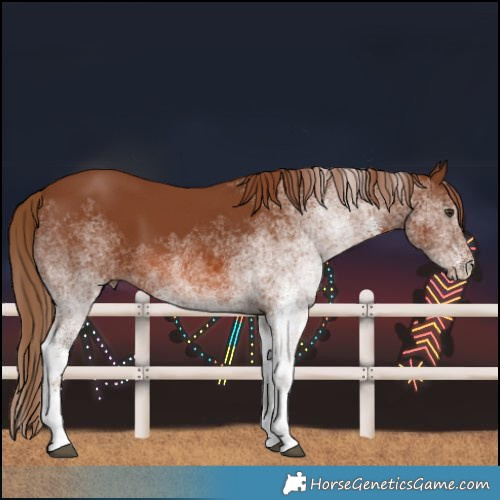 Horse Color:White Spotted Chestnut 