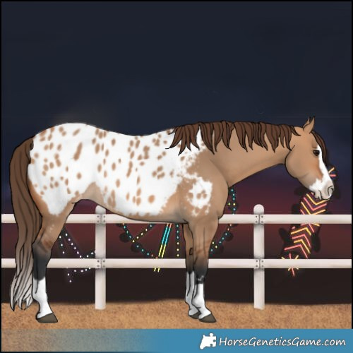 Horse Color:Bay Dun Splash Blanket Rabicano