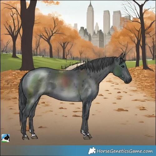 Horse Color:Black Merle 