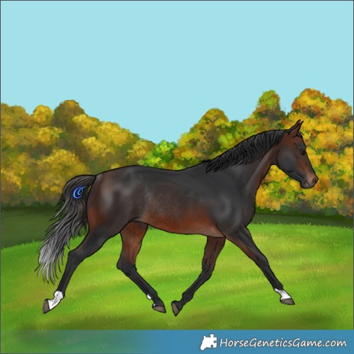 Horse Color:Brown Rabicano 