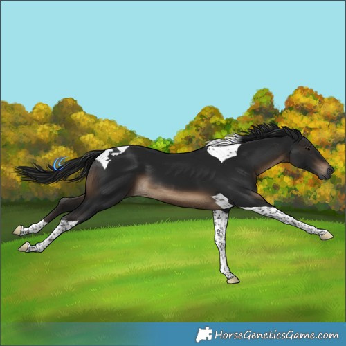 Horse Color:Gray Brown Tobiano