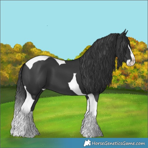 Horse Color:Black Splash Tobiano 
