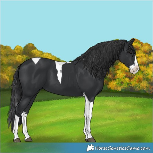 Horse Color:Black Splash Tobiano 