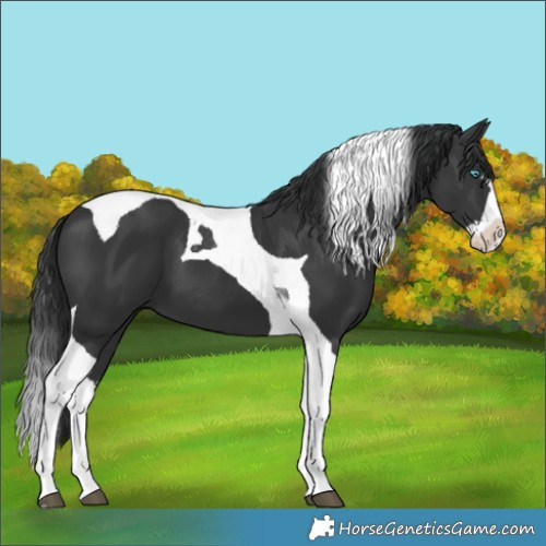 Horse Color:Black Splash Tobiano 