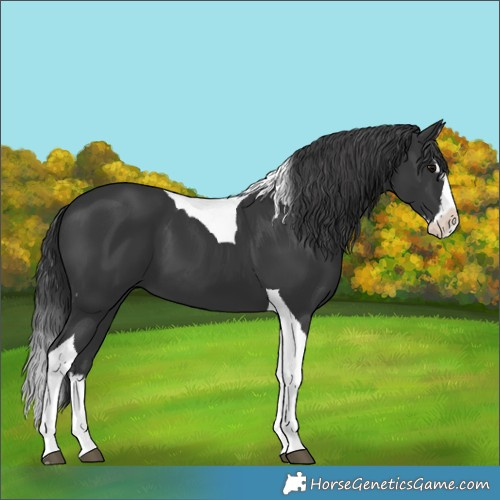 Horse Color:Black Splash Tobiano