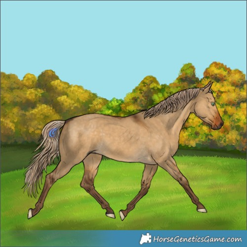 Horse Color:Gray Chocolate Palomino Dun Rabicano 