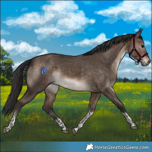Horse Color:Brown Dun Sabino Tobiano 