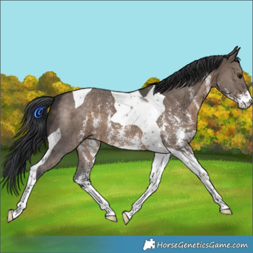 Horse Color:Brown Dun Sabino Tobiano 