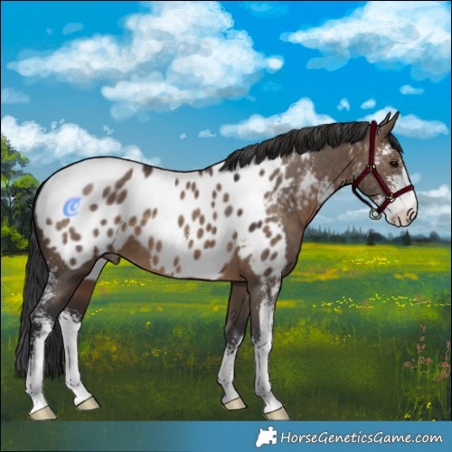 Horse Color:Brown Dun Sabino Near Leopard 