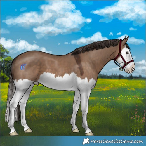 Horse Color:Liver Red Dun Splash