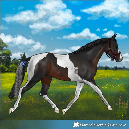 Horse Color:Gray Brown Tobiano