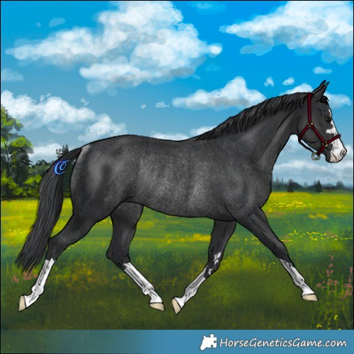 Horse Color:Black Rabicano 
