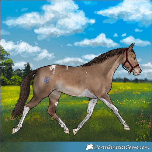Horse Color:Liver Red Dun Tobiano Varnish