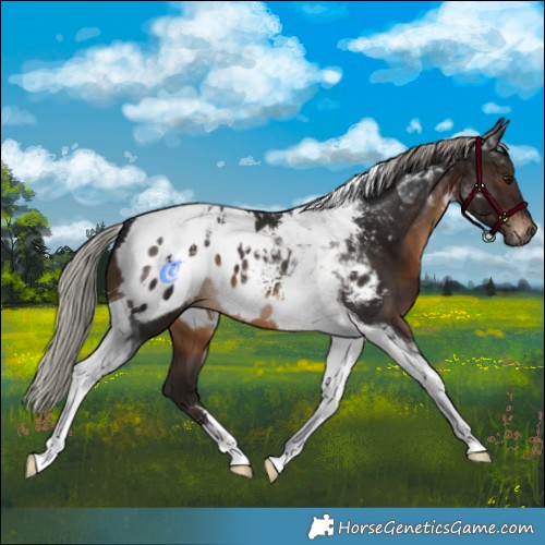 Horse Color:Gray Silver Brown Tobiano Blanket