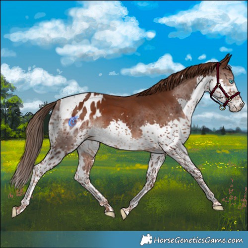 Horse Color:Liver Chestnut Splash Tobiano Blanket 