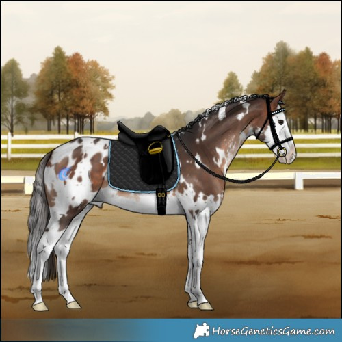 Horse Color:White Spotted Bay Sabino Splash Blanket 