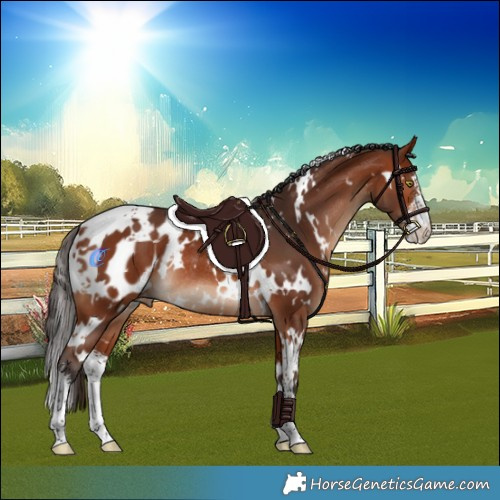 Horse Color:White Spotted Bay Sabino Blanket Rabicano 