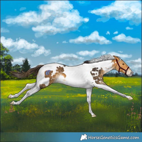Horse Color:White Spotted Buckskin Tobiano 