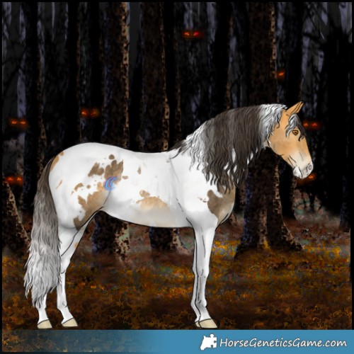 Horse Color:White Spotted Buckskin Tobiano Rabicano 