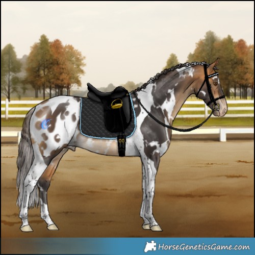 Horse Color:White Spotted Buckskin Tobiano Blanket Rabicano 