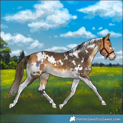 Horse Color:White Spotted Buckskin Tobiano 