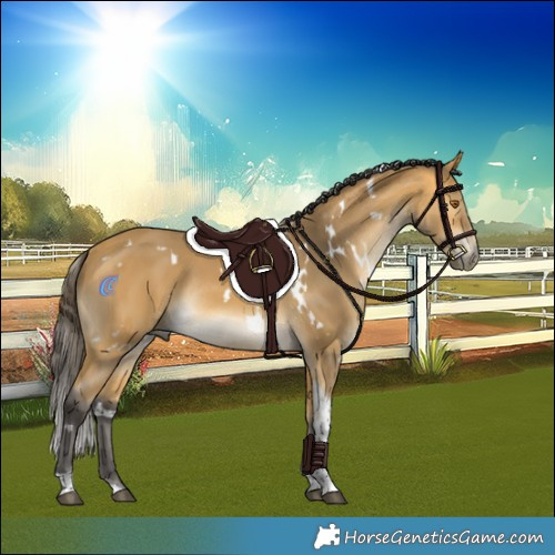 Horse Color:White Spotted Buckskin Tobiano Rabicano