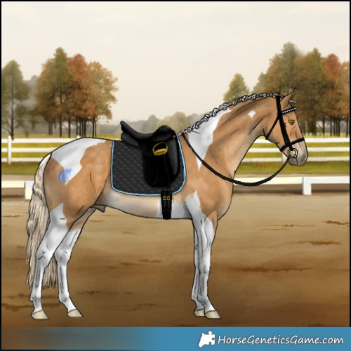 Horse Color:Palomino Tobiano 
