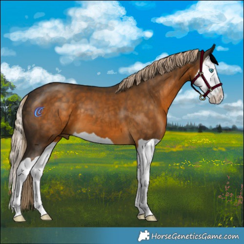 Horse Color:Chocolate Palomino Splash