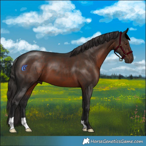 Horse Color:Liver Chestnut 