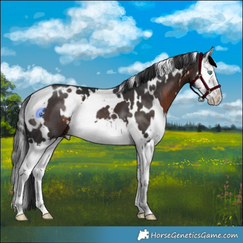 Horse Color:White Spotted Brown Splash 