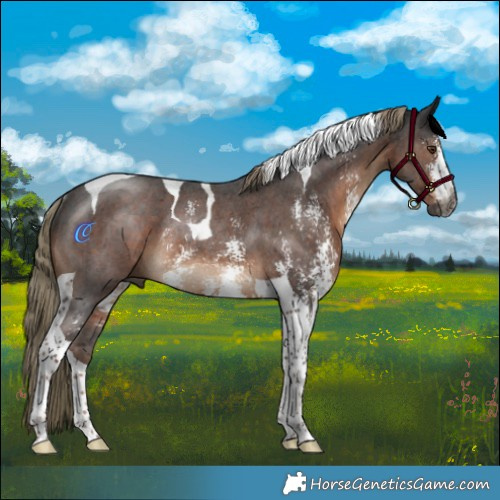 Horse Color:Gray Liver Chestnut Mushroom Sabino Tobiano Rabicano 