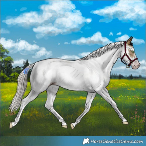 Horse Color:Gray White Spotted Silver Sable Cream Champagne 
